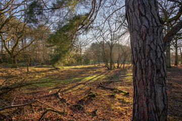 Empty spot in the forest illuminated by the sun