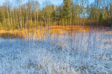 Frost on grass and trees, weather forecast background