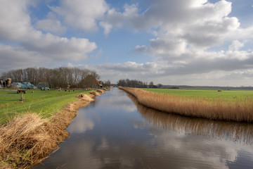 Ditch with reed collars in a meadow landscape and a typical Dutch cloudy sky