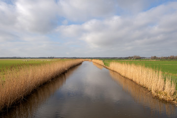 Straight ditch with reed collars in a meadow landscape and a typical Dutch cloudy sky