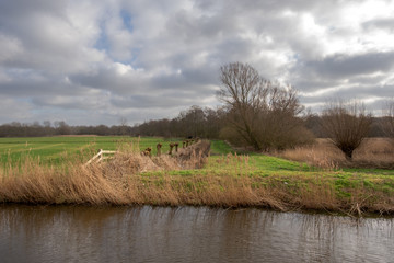 With a reed collar closed a small bridge and pollard willows