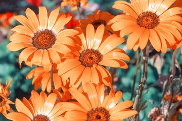Large orange garden flowers. Nature outdoors summer wallpapers