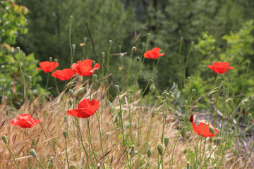 red wild poppy flowers