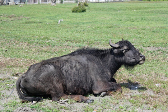 Black bulls in the fields. Caucasus. Bulls in Mingrelia region, Georgia country.