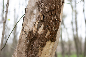 brown tree bark close-up. texture