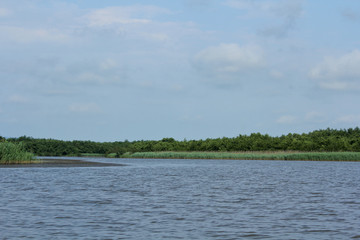 Panorama, wild view of Churia river in the swamps of Kolkheti National Park. A lot of reeds. Summer, green landscape Georgia country.