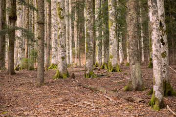 Wild forest. Beautiful view inside of pine forest. Mossy tree trunks. Schwarzwald, Germany. Black Forest. 
