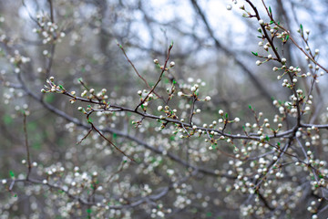 not yet blossoming buds of white flowers on a tree in the park. early spring