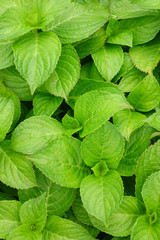 新緑に青々と茂る緑豊かな葉っぱ