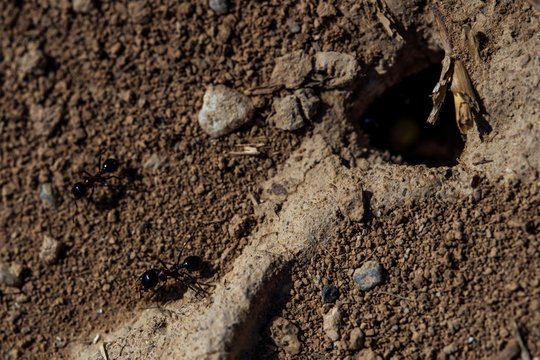 Ants macro photo. Ants near the entrance to the termite mound. Clods of land. Sand. Green grass. Small stones