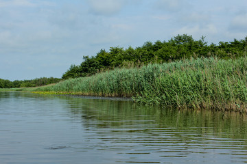 Panorama, wild view of Churia river in the swamps of Kolkheti National Park. A lot of reeds. Summer, green landscape Georgia country.