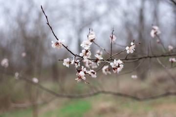 flowering branch of apple tree. early spring