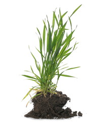 Green spring young wheat with soil isolated on white background, with clipping path