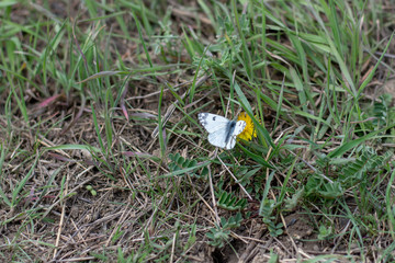 white butterfly cabbage on a yellow dandelion flower among green grass