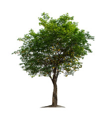 Obraz premium Tree isolated on white background