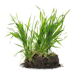 Green spring young wheat with soil isolated on white background, with clipping path