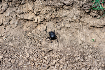 big black bug on the ground