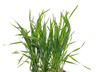 Green spring young wheat with soil isolated on white background, with clipping path