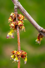 érable en fleur