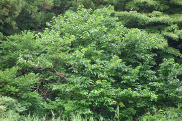 池も備える鬱蒼と茂る樹木と緑豊かな森林公園