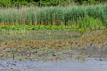 Yellow water-lily in summer of Churia river in the swamps of Kolkheti National Park. A lot of reeds. Nuphar lutea flowers. Panorama, wild view green landscape Georgia country.