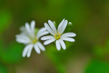 Große Sternmiere (Stellaria holostea)	