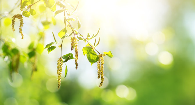 New birch leaves on green spring background