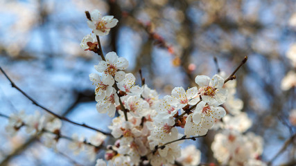 beautiful flowers of apricot tree, springtime and sunny