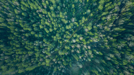 Drone view of the green forest. Bird eye view of the national park with big green trees