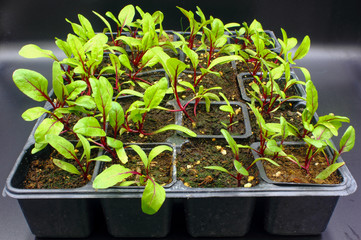 small beetroot plant seedlings with soil growing in planting pots isolated on a black background