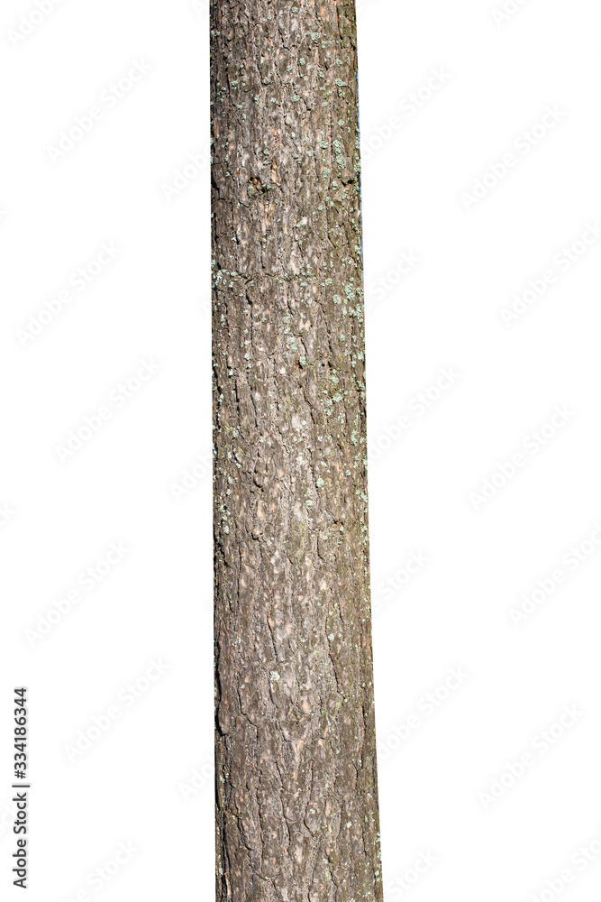 Poster natural tree trunk isolated on white background