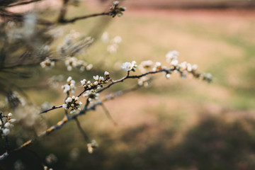 Ast mit Blüten und unscharfem Hintergrund