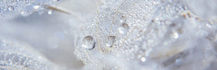 Beautiful dew drops on a dandelion seed macro. - obrazy, fototapety, plakaty