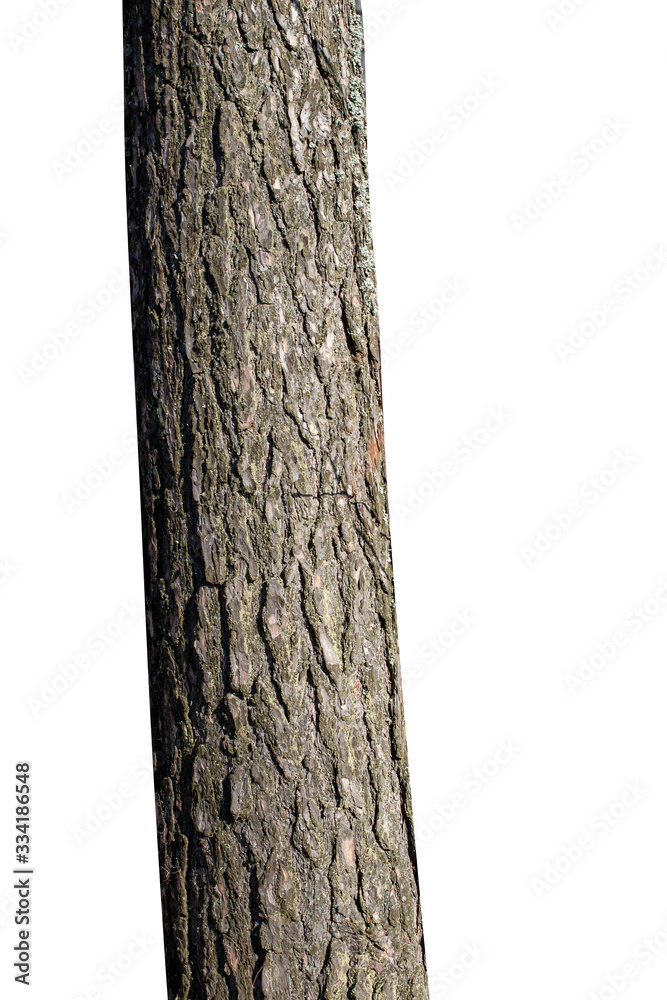 Poster natural tree trunk isolated on white background