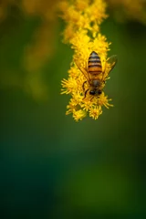 Papier Peint photo Lavable Abeille abeille sur fleur jaune pollinisant