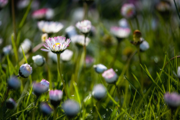 Common garden daisies bathed in morning sun © Jon Ingall