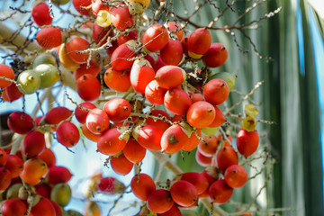 Palm fruit ripens simultaneously in summer. The red color invited many birds and insects to approach.