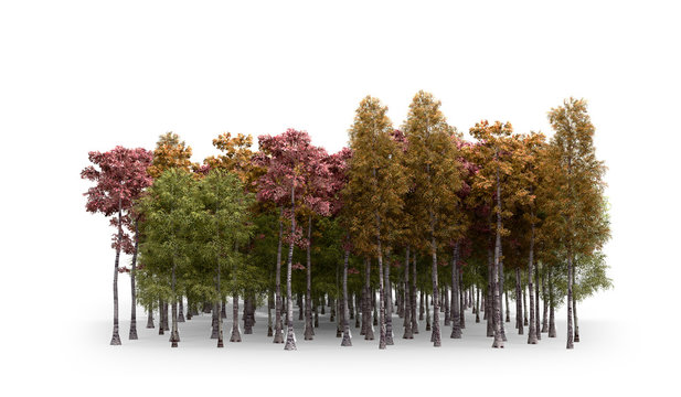 Green trees isolated on white background Forest and foliage in autumn 3d render on white