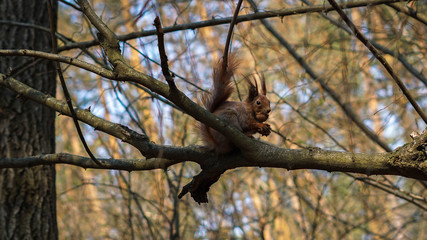 Red squirrel on a tree eating nuts in the forest