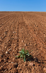 A single wild green plant in recently plowed agricultural land