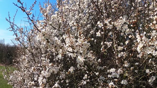 Video of white flower of Cherry Plum tree (also known as Prunus cerasifera), twig with flowers moving in the wind. Spring in Essex in England. 4K
