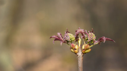The first leaves in a sunny, spring quiet park