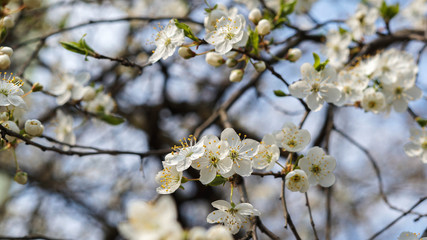 lovely cherry tree flowers, springtime and sunny