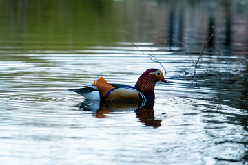 mandarin duck on a little pond looking like a parrot