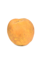 Grey hard Reinette Apple - Renetta, Rennet