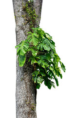 Jungle tree trunk with tropical foliage plants, climbing Monstera (Monstera deliciosa) and forest orchid green leaves growing in wild isolated on white background with clipping path HD Image and Large © nature design