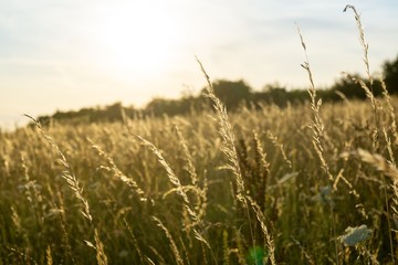 Fototapeta premium Sunrise or sunset over the hills and meadow. Slovakia