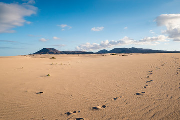 Parque Natural de Corralejo Sand Dunes Corralejo  La Oliva Fuerteventura  Canary Islands Spain