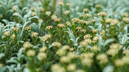 soft, lush cover of plants in sunny spring