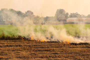 Fototapeta na wymiar Flames, smoke from burning stubble straw.